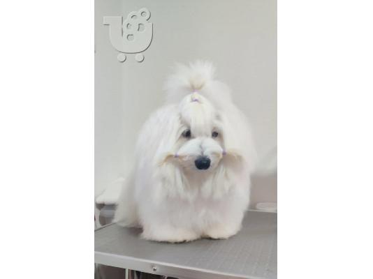 Coton de Tulear